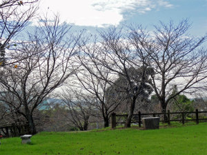 益城城跡公園の桜